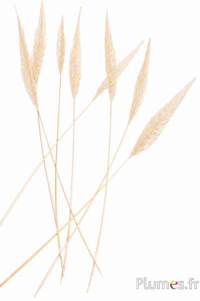 Goudfazant pijl - 30-40 cm - wit-crème